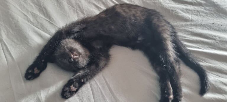 Bengal kittens for sale in Alexandria, Dunbartonshire – 8 weeks old