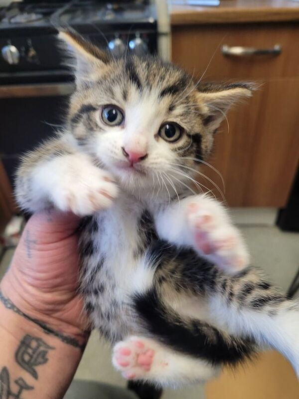8 weeks old kittens for sale in Barking, Greater London