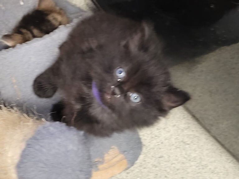 8 weeks old kittens for sale in Barking, Greater London | Image 2