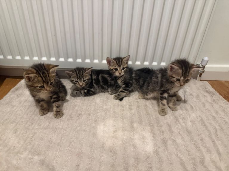8 weeks old kittens