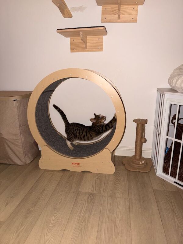 Bengal Kittens For Sale