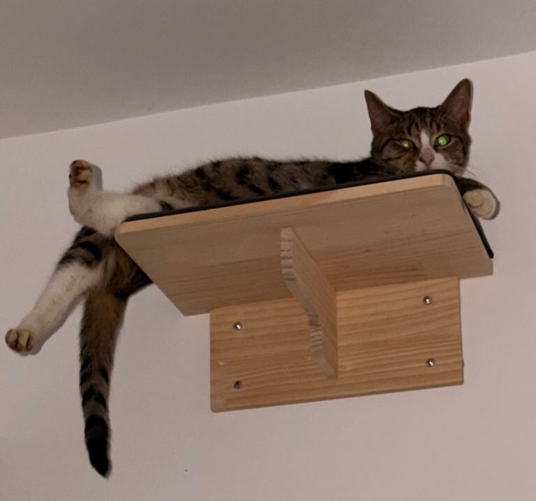 9 month old kitten - Image 2 of 2