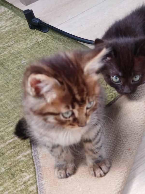 Bengal kittens for sale in Higham, Kent – 9 weeks old - Image 2 of 3