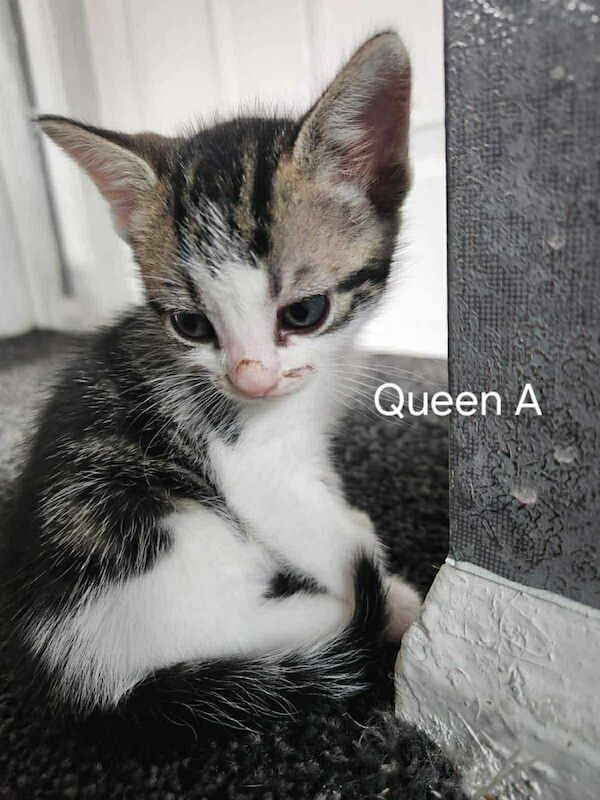 Bengal kittens for sale in Newcastle upon Tyne, Tyne and Wear – 9 weeks old