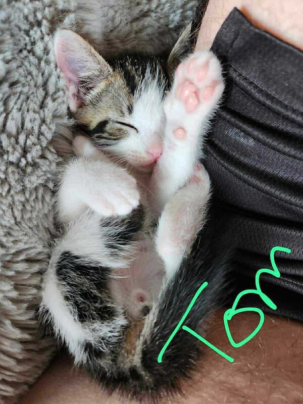 Bengal kittens for sale in Newcastle upon Tyne, Tyne and Wear – 9 weeks old - Image 2 of 2