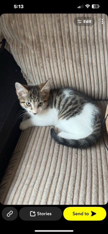 9 weeks old looking for there forever home - Image 2 of 3