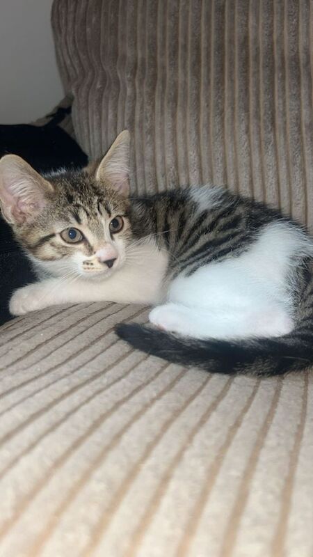 9 weeks old looking for there forever home - Image 3 of 3