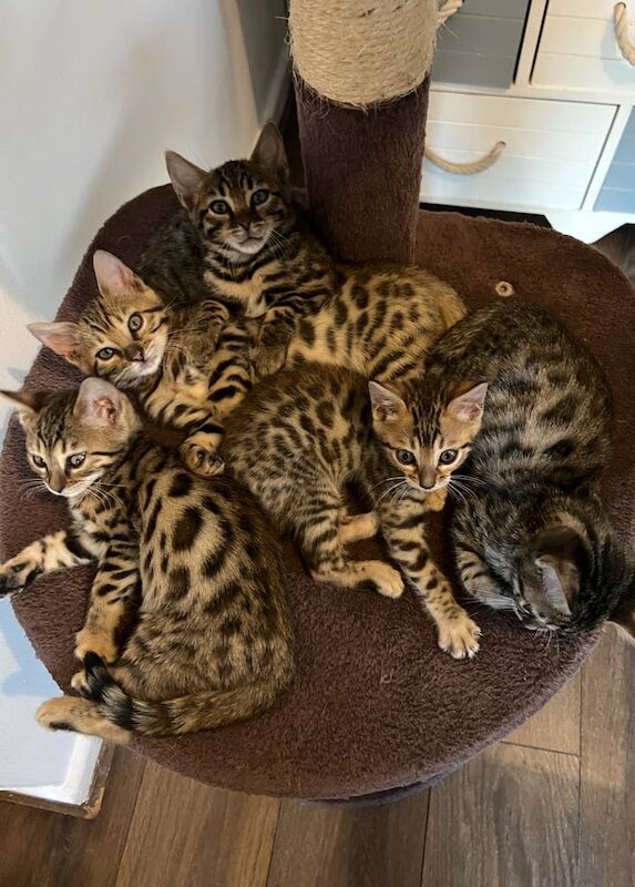 Bengal kittens for sale in Gloucester, Gloucestershire – 7 weeks old