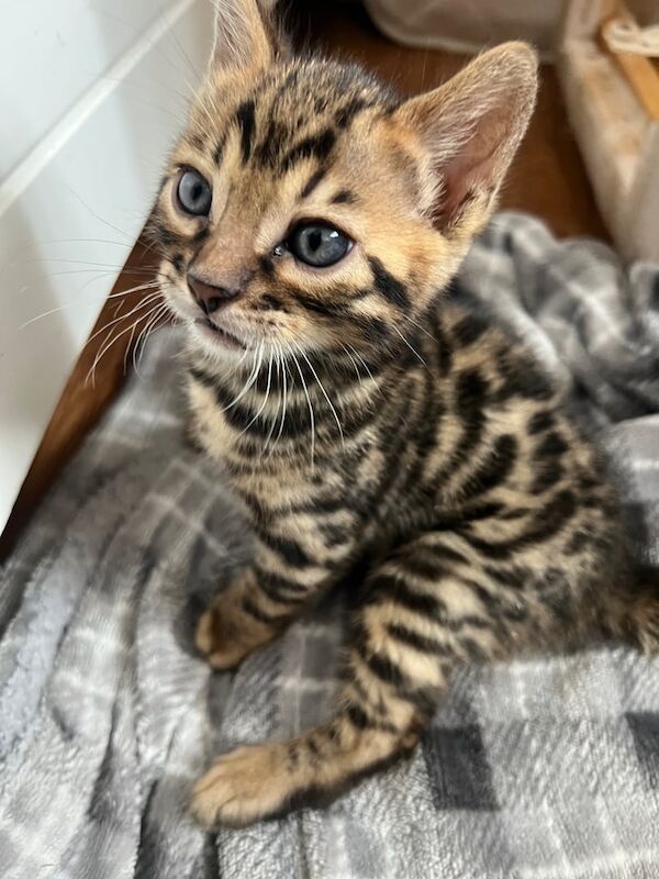 A beautiful litter of three Bengal kittens. for sale in Gloucester, Gloucestershire