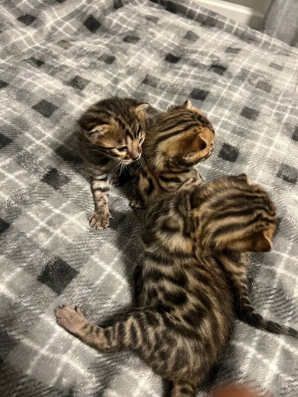 A beautiful litter of three Bengal kittens. for sale in Gloucester, Gloucestershire - Image 2