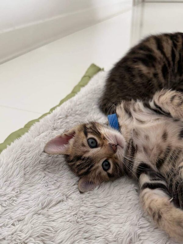 A very well-mannered and socialised little boy kitten. for sale in Wembley, Greater London