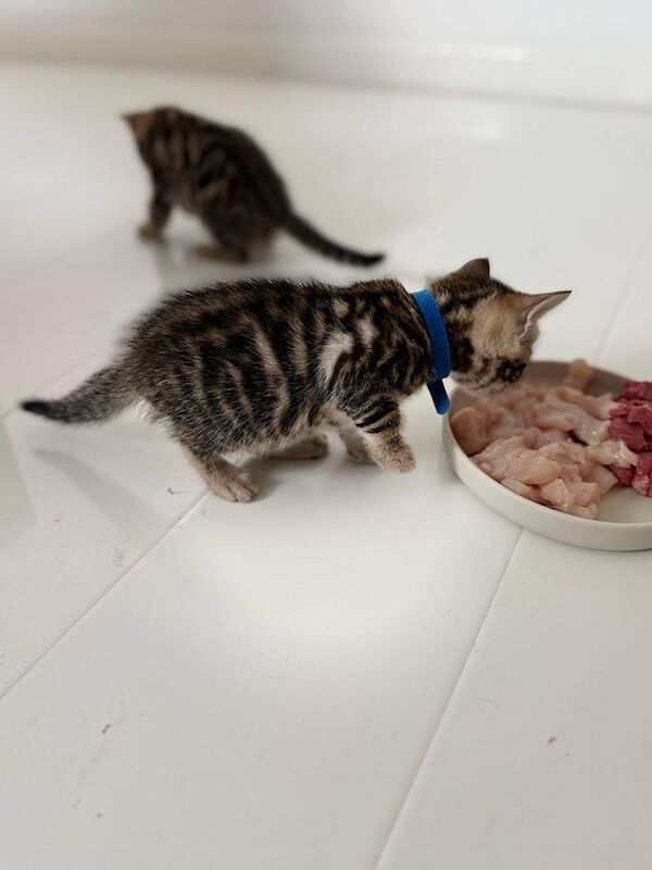 A very well-mannered and socialised little boy kitten. for sale in Wembley, Greater London | Image 2