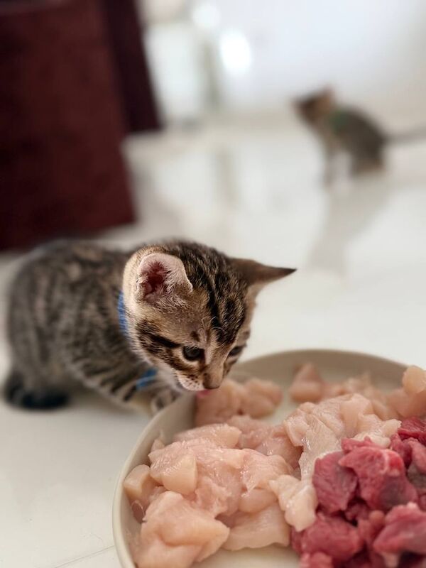A very well-mannered and socialised little boy kitten. for sale in Wembley, Greater London | Image 3