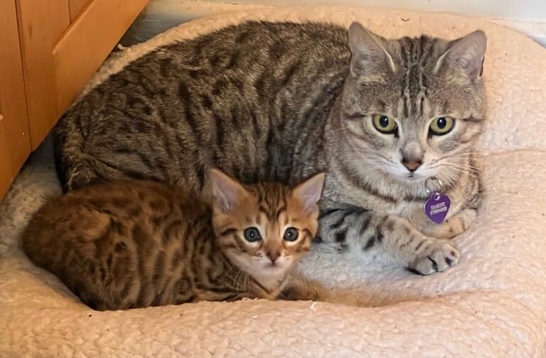 Bengal kittens for sale in Ringwood, Hampshire – 7 weeks old