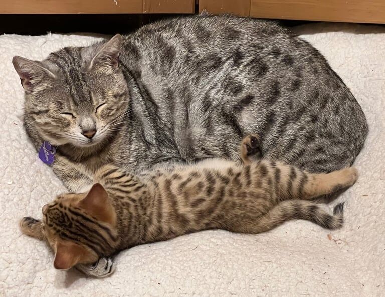 Bengal kittens for sale in Ringwood, Hampshire – 7 weeks old - Image 2 of 3