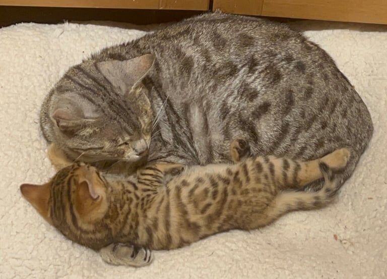 Bengal kittens for sale in Ringwood, Hampshire – 7 weeks old - Image 3 of 3