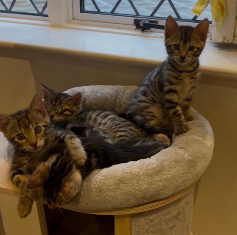 Bengal kittens for sale in Ringwood, Hampshire – 8 weeks old