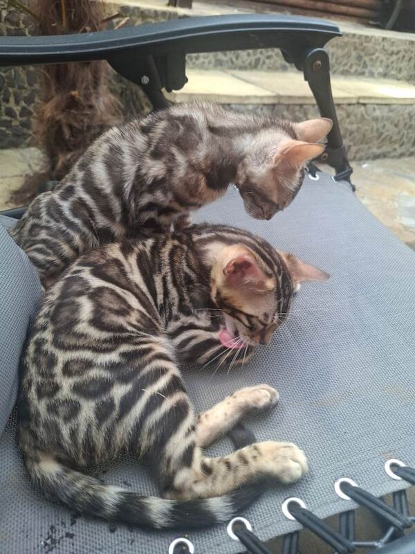 Absolutely Beautiful Bengal Kittens