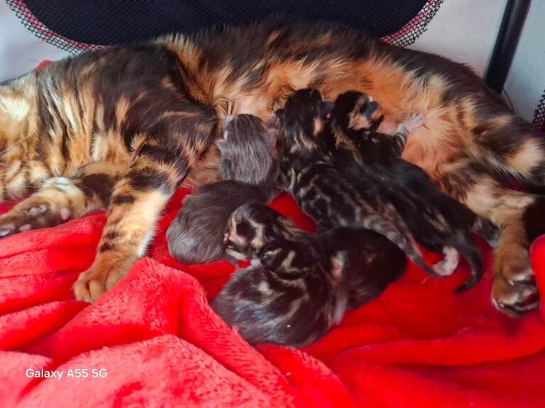Absolutely Beautiful Bengal Kittens - Image 2 of 3