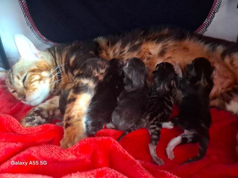 Absolutely Beautiful Bengal Kittens - Image 3 of 3