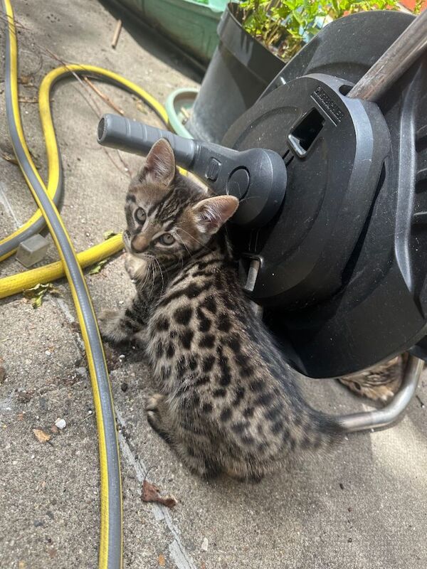 Bengal Kittens For Sale