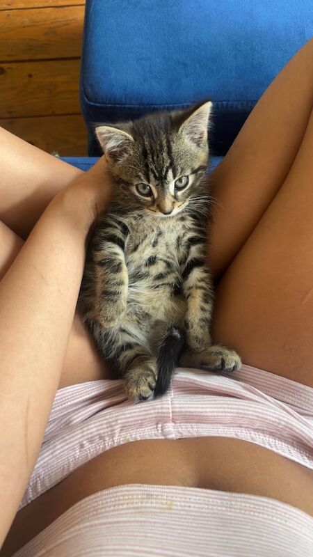 Adorable 9 week kitten for sale in Norwood Green, Greater London