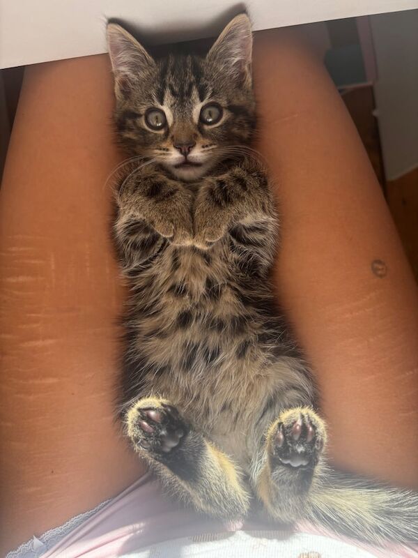 Adorable 9 week kitten for sale in Norwood Green, Greater London | Image 2