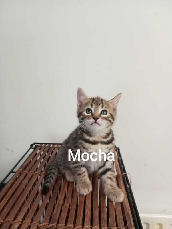 Bengal kittens for sale in Bow, Greater London – 12 weeks old