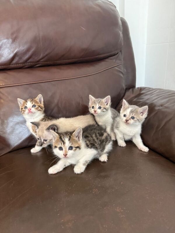 Adorable Bengal Kittens – 7 Weeks Old 3 Girls & 2 Boys Ready in 1 Week