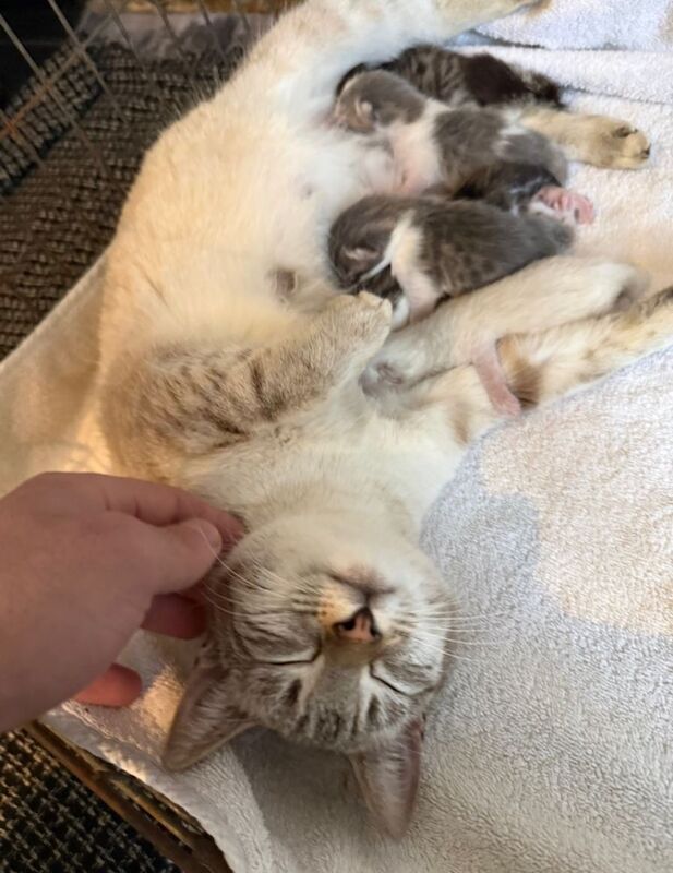 Adorable Bengal Kittens – 7 Weeks Old 3 Girls & 2 Boys Ready in 1 Week - Image 2 of 4