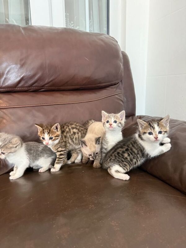 Adorable Bengal Kittens – 7 Weeks Old 3 Girls & 2 Boys Ready in 1 Week - Image 3 of 4