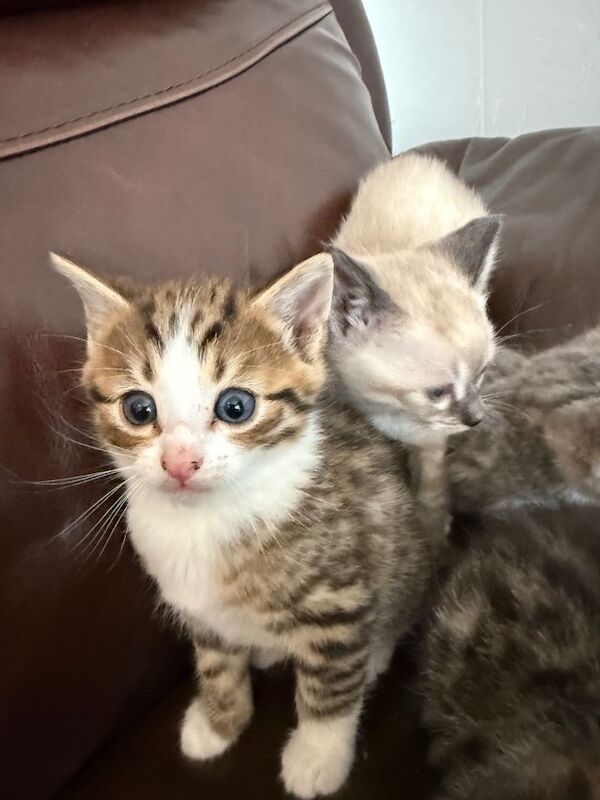 Adorable Bengal Kittens – 7 Weeks Old 3 Girls & 2 Boys Ready in 1 Week - Image 4 of 4