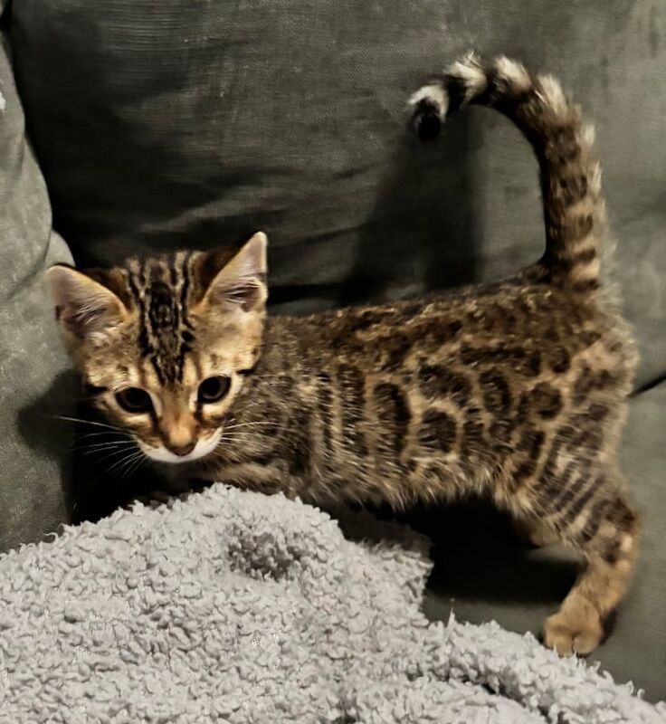 *Adorable Bengal Kittens for Sale!* for sale in South East London, London