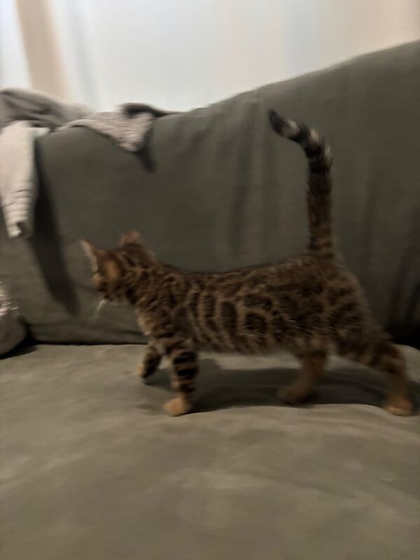 *Adorable Bengal Kittens for Sale!* for sale in South East London, London | Image 2