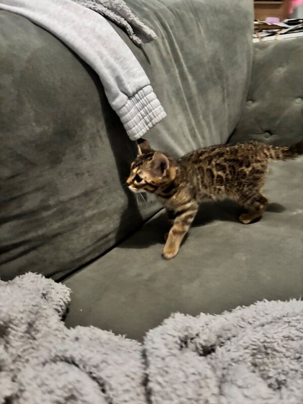 *Adorable Bengal Kittens for Sale!* for sale in South East London, London | Image 3