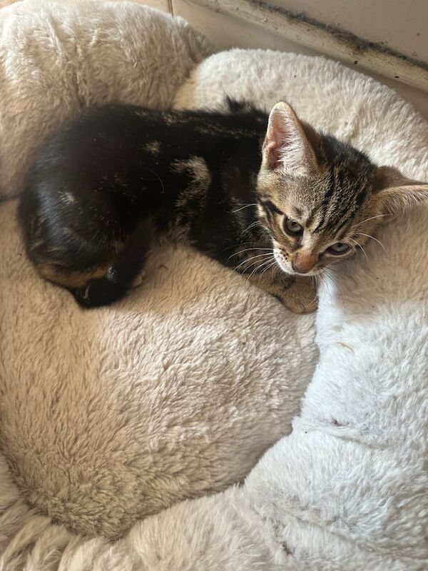 Bengal kittens for sale in Whitechapel, Greater London – 9 weeks old