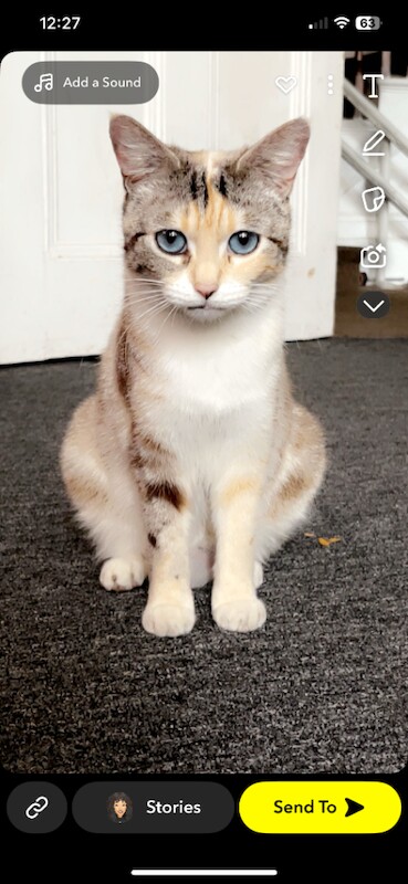 Adorable Bengal x mix litter Kittens Ready for New Home
