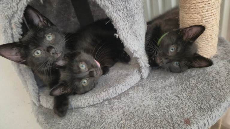 Adorable Black Kittens Looking for Forever Homes
