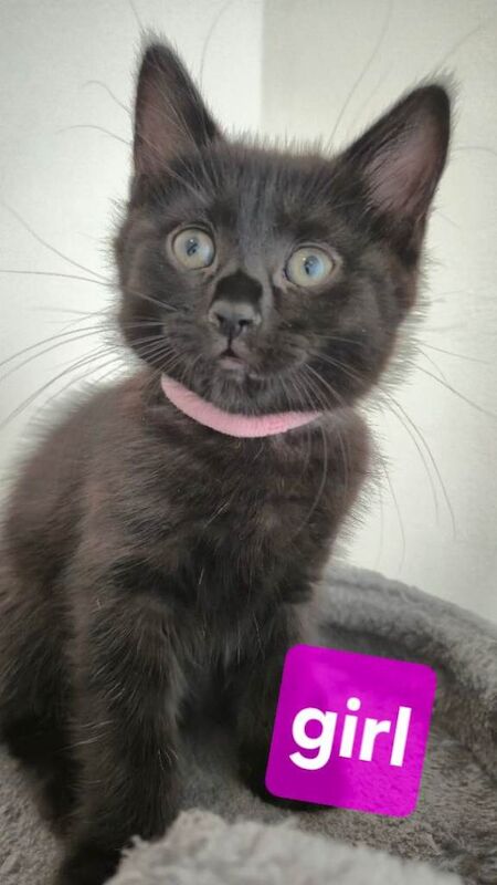 Adorable Black Kittens Looking for Forever Homes - Image 2 of 6