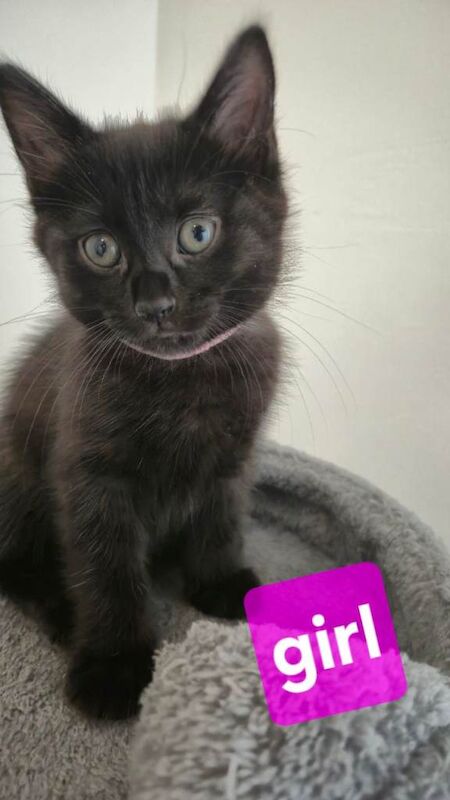 Adorable Black Kittens Looking for Forever Homes - Image 3 of 6