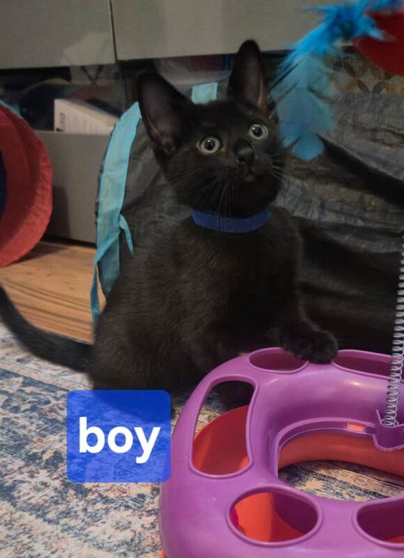 Adorable Black Kittens Looking for Forever Homes - Image 4 of 6