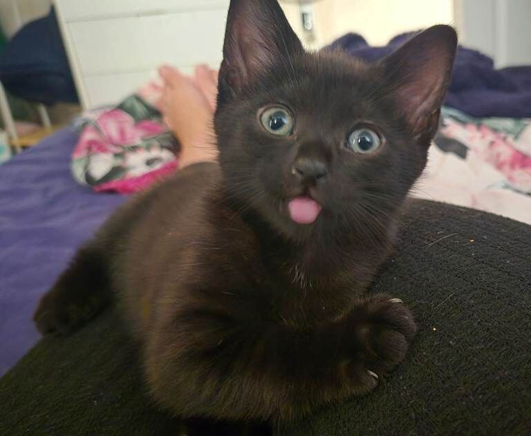 Adorable Black Kittens Looking for Forever Homes - Image 5 of 6