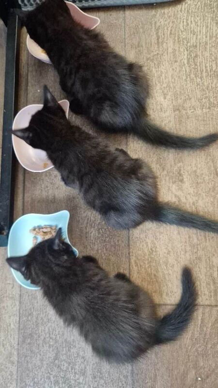 Adorable Black Kittens Looking for Forever Homes - Image 6 of 6