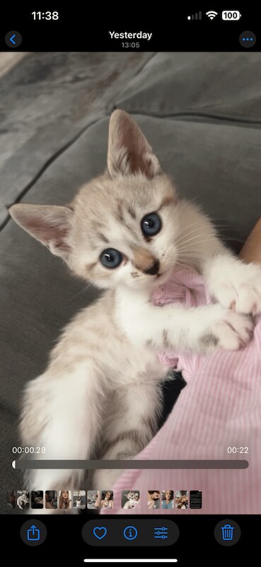 Bengal kittens for sale in Kilburn, Greater London – 8 weeks old
