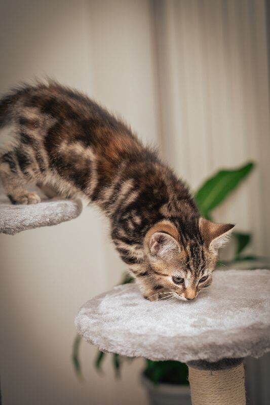 Bengal Kittens For Sale