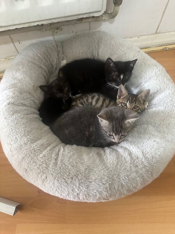 Bengal kittens for sale in Whitechapel, Greater London – 10 weeks old