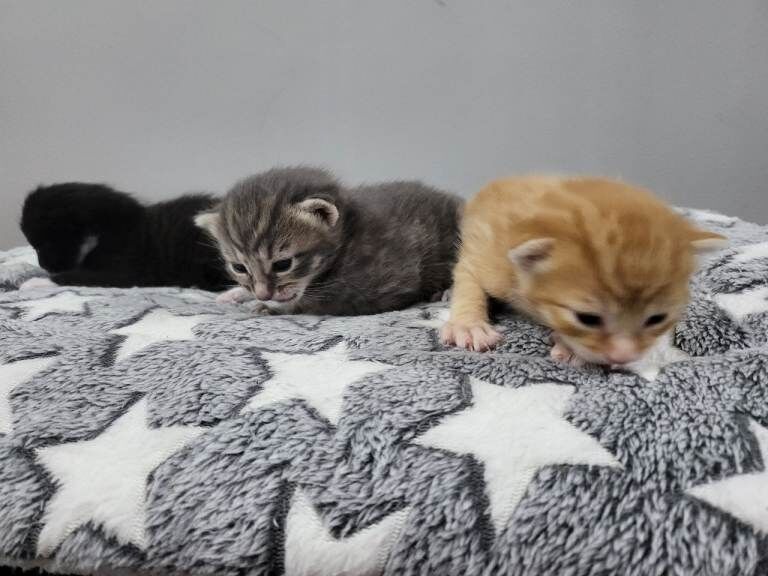 Adorable Kittens Looking for Forever Homes - Image 2 of 3