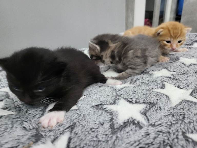 Adorable Kittens Looking for Forever Homes - Image 3 of 3