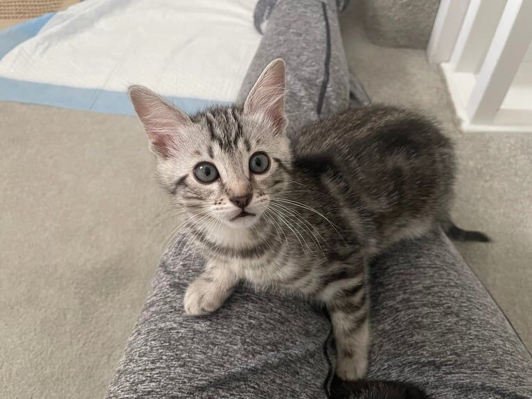 Bengal kittens for sale in Hertford, Hertfordshire – 8 weeks old