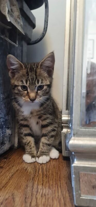 Adorable mix bread kittens for sale in Hackney, Greater London